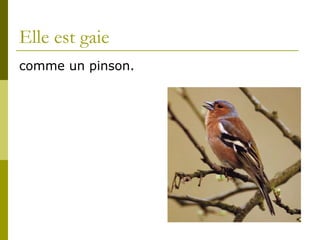 Elle est gaie comme un pinson.