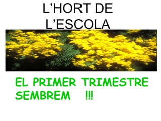 L’HORT DE
L’ESCOLA
EL PRIMER TRIMESTRE
SEMBREM !!!
 