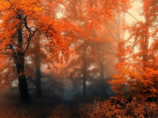 Les feuilles mortes j.jackson& d.serero