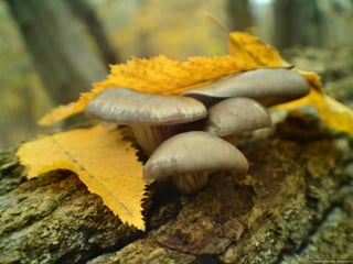 Les feuilles mortes j.jackson& d.serero