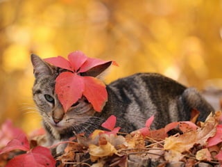 Les feuilles mortes j.jackson& d.serero