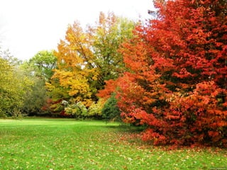 Les feuilles mortes j.jackson& d.serero