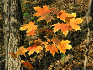 Les feuilles mortes j.jackson& d.serero