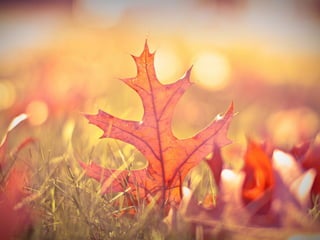 Les feuilles mortes j.jackson& d.serero