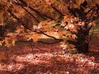 Les feuilles mortes j.jackson& d.serero