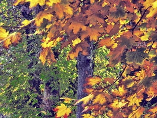 Les feuilles mortes j.jackson& d.serero