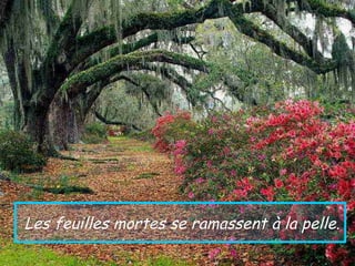 Les feuilles mortes se ramassent à la pelle.
 