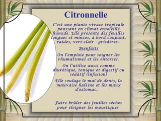 C'est une plante vivace tropicale
poussant en climat ensoleillé
humide. Elle présente des feuilles
longues et minces, à bord coupant,
raides, vert-clair - grisâtres.
Bienfaits
On l’emploie pour soigner les
rhumatismes et les entorses.
On l’utilise aussi comme
diurétique, tonique et digestif ou
sédatif (infusion)
Elle soulage le mal de dents, la
mauvaise haleine et les maux
d'estomac. 
Faire brûler des feuilles sèches
pour éloigner les moustiques
.
Citronnelle
 