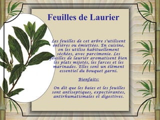 Les feuilles de cet arbre s'utilisent
entières ou émiettées. En cuisine,
on les utilise habituellement
séchées, avec parcimonie. Les
feuilles de laurier aromatisent bien
les plats mijotés, les farces et les
marinades. Elles sont un élément
essentiel du bouquet garni.
Bienfaits:
On dit que les baies et les feuilles
sont antiseptiques, expectorantes,
antirhumatismales et digestives.
Feuilles de Laurier
 