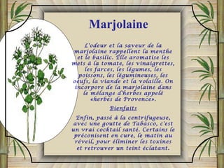 L'odeur et la saveur de la
marjolaine rappellent la menthe
et le basilic. Elle aromatise les
mets à la tomate, les vinaigrettes,
les farces, les légumes, les
poissons, les légumineuses, les
oeufs, la viande et la volaille. On
incorpore de la marjolaine dans
le mélange d'herbes appelé
«herbes de Provence».
Bienfaits
Enfin, passé à la centrifugeuse,
avec une goutte de Tabasco, c'est
un vrai cocktail santé. Certains le
préconisent en cure, le matin au
réveil, pour éliminer les toxines
et retrouver un teint éclatant.
Marjolaine
 