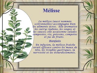 La mélisse (aussi nommée
«citronnelle») accompagne bien
les aliments âcres. Elle aromatise
les currys indiens, les soupes et
les sauces; elle assaisonne salades
composées, riz, poissons, compotes
et jus de fruits.
Bienfaits
En infusion, la mélisse fraîche
serait efficace contre les maux de
tête, les troubles gastriques, la
nervosité et les étourdissements.
Mélisse
 