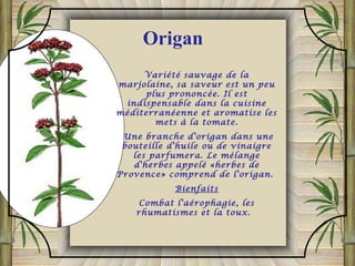 Variété sauvage de la
marjolaine, sa saveur est un peu
plus prononcée. Il est
indispensable dans la cuisine
méditerranéenne et aromatise les
mets à la tomate.
Une branche d'origan dans une
bouteille d'huile ou de vinaigre
les parfumera. Le mélange
d'herbes appelé «herbes de
Provence» comprend de l'origan.
Bienfaits
Combat l'aérophagie, les
rhumatismes et la toux.
Origan
 
