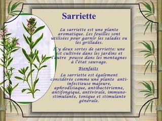La sarriette est une plante
aromatique. Les feuilles sont
utilisées pour garnir les salades ou
les grillades.
Il y deux sortes de sarriette: une
est cultivée dans les jardins et
l’autre pousse dans les montagnes
à l’état sauvage.
Bienfaits
La sarriette est également
considérée comme une plante anti-
infectieuse majeure,
aphrodisiaque, antibactérienne,
antifongique, antivirale, immuno-
stimulante, tonique et stimulante
générale.
Sarriette
 