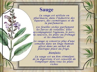 La sauge est utilisée en
pharmacie, dans l'industrie des
liqueurs, des cosmétiques et de
la parfumerie.
Les feuilles sèches parfument
les farces de volailles. Elles
accompagnent l'agneau, le porc,
la saucisse, les plats au fromage
et les omelettes
Le sauge se conserve plus d’une
semaine dans un linge humide
glissé dans un sachet de
plastique placé au frigo.
Bienfaits
La sauge est un bon stimulant
de la digestion; il est conseillé de
l'employer dans tous les plats
riches
Sauge
 