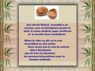 Une noix de Walnut ressemble a un
cerveau, avec un hémisphere gauche et
droit, le cortex cérébral upper cerebrums
et le cervelet lower cerebellums. 
Même les rides ou plis sur la noix
ressemblent au néo-cortex.
Nous savons que la noix de walnuts
aide à développer
plus de trois (3) douzaines
de neurones-transmetteurs pour la
fonction cérébrale.
 