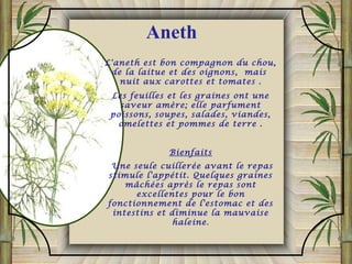 L'aneth est bon compagnon du chou,
de la laitue et des oignons, mais
nuit aux carottes et tomates .
Les feuilles et les graines ont une
saveur amère; elle parfument
poissons, soupes, salades, viandes,
omelettes et pommes de terre .
Bienfaits
Une seule cuillerée avant le repas
stimule l'appétit. Quelques graines
mâchées après le repas sont
excellentes pour le bon
fonctionnement de l'estomac et des
intestins et diminue la mauvaise
haleine.
Aneth
 