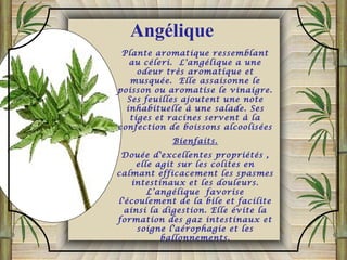 Plante aromatique ressemblant
au céleri. L'angélique a une
odeur très aromatique et
musquée. Elle assaisonne le
poisson ou aromatise le vinaigre.
Ses feuilles ajoutent une note
inhabituelle à une salade. Ses
tiges et racines servent à la
confection de boissons alcoolisées
Bienfaits.
Douée d'excellentes propriétés ,
elle agit sur les colites en
calmant efficacement les spasmes
intestinaux et les douleurs.
L’angélique favorise
l'écoulement de la bile et facilite
ainsi la digestion. Elle évite la
formation des gaz intestinaux et
soigne l'aérophagie et les
ballonnements.
Angélique
 
