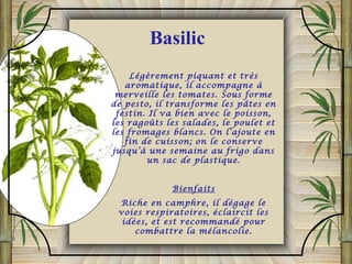 Légèrement piquant et très
aromatique, il accompagne à
merveille les tomates. Sous forme
de pesto, il transforme les pâtes en
festin. Il va bien avec le poisson,
les ragoûts les salades, le poulet et
les fromages blancs. On l’ajoute en
fin de cuisson; on le conserve
jusqu’à une semaine au frigo dans
un sac de plastique.
Bienfaits
Riche en camphre, il dégage le
voies respiratoires, éclaircit les
idées, et est recommandé pour
combattre la mélancolie.
Basilic
 