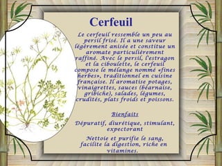 Le cerfeuil ressemble un peu au
persil frisé. Il a une saveur
légèrement anisée et constitue un
aromate particulièrement
raffiné. Avec le persil, l'estragon
et la ciboulette, le cerfeuil
compose le mélange nommé «fines
herbes», traditionnel en cuisine
française. Il aromatise potages,
vinaigrettes, sauces (béarnaise,
gribiche), salades, légumes,
crudités, plats froids et poissons.
Bienfaits
Dépuratif, diurétique, stimulant,
expectorant
Nettoie et purifie le sang,
facilite la digestion, riche en
vitamines.
Cerfeuil
 