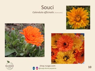 shop.nusgo.com
@nusgo.ferme.paysanne
Souci
Calendula officinalis [Asteracées]
10
 