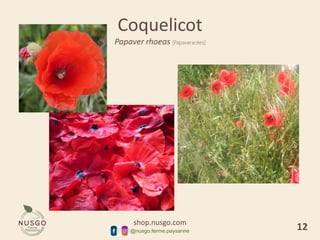 shop.nusgo.com
@nusgo.ferme.paysanne
Coquelicot
Papaver rhoeas [Papaveracées]
12
 