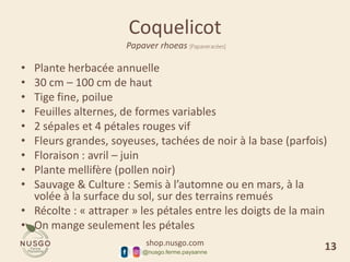 shop.nusgo.com
@nusgo.ferme.paysanne
Coquelicot
Papaver rhoeas [Papaveracées]
• Plante herbacée annuelle
• 30 cm – 100 cm de haut
• Tige fine, poilue
• Feuilles alternes, de formes variables
• 2 sépales et 4 pétales rouges vif
• Fleurs grandes, soyeuses, tachées de noir à la base (parfois)
• Floraison : avril – juin
• Plante mellifère (pollen noir)
• Sauvage & Culture : Semis à l’automne ou en mars, à la
volée à la surface du sol, sur des terrains remués
• Récolte : « attraper » les pétales entre les doigts de la main
• On mange seulement les pétales
13
 