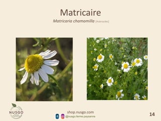shop.nusgo.com
@nusgo.ferme.paysanne
Matricaire
Matricaria chamomilla [Asteracées]
14
 