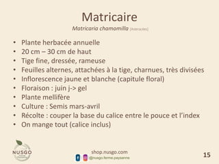 shop.nusgo.com
@nusgo.ferme.paysanne
Matricaire
Matricaria chamomilla [Asteracées]
• Plante herbacée annuelle
• 20 cm – 30 cm de haut
• Tige fine, dressée, rameuse
• Feuilles alternes, attachées à la tige, charnues, très divisées
• Inflorescence jaune et blanche (capitule floral)
• Floraison : juin j-> gel
• Plante mellifère
• Culture : Semis mars-avril
• Récolte : couper la base du calice entre le pouce et l’index
• On mange tout (calice inclus)
15
 