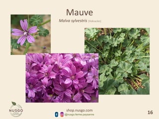 shop.nusgo.com
@nusgo.ferme.paysanne
Mauve
Malva sylvestris [Malvacées]
16
 
