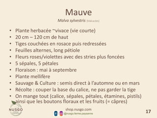 shop.nusgo.com
@nusgo.ferme.paysanne
Mauve
Malva sylvestris [Malvacées]
• Plante herbacée ~vivace (vie courte)
• 20 cm – 120 cm de haut
• Tiges couchées en rosace puis redressées
• Feuilles alternes, long pétiole
• Fleurs roses/violettes avec des stries plus foncées
• 5 sépales, 5 pétales
• Floraison : mai à septembre
• Plante mellifère
• Sauvage & Culture : semis direct à l’automne ou en mars
• Récolte : couper la base du calice, ne pas garder la tige
• On mange tout (calice, sépales, pétales, étamines, pistils)
ainsi que les boutons floraux et les fruits (= câpres)
17
 