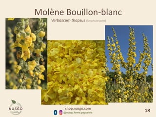 shop.nusgo.com
@nusgo.ferme.paysanne
Molène Bouillon-blanc
Verbascum thapsus [Scrophulariacées]
18
 