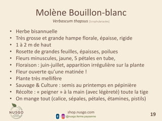 shop.nusgo.com
@nusgo.ferme.paysanne
Molène Bouillon-blanc
Verbascum thapsus [Scrophulariacées]
• Herbe bisannuelle
• Très grosse et grande hampe florale, épaisse, rigide
• 1 à 2 m de haut
• Rosette de grandes feuilles, épaisses, poilues
• Fleurs minuscules, jaune, 5 pétales en tube,
• Floraison : juin-juillet, apparition irrégulière sur la plante
• Fleur ouverte qu’une matinée !
• Plante très mellifère
• Sauvage & Culture : semis au printemps en pépinière
• Récolte : « peigner » à la main (avec légèreté) toute la tige
• On mange tout (calice, sépales, pétales, étamines, pistils)
19
 