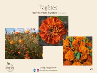 shop.nusgo.com
@nusgo.ferme.paysanne
Tagètes
Tagetes erecta & patula [Asteracées]
20
 