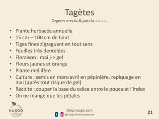 shop.nusgo.com
@nusgo.ferme.paysanne
Tagètes
Tagetes erecta & patula [Asteracées]
• Plante herbacée annuelle
• 15 cm – 100 cm de haut
• Tiges fines zigzaguant en tout sens
• Feuilles très dentelées
• Floraison : mai j-> gel
• Fleurs jaunes et orange
• Plante mellifère
• Culture : semis en mars-avril en pépinière, repiquage en
mai (après tout risque de gel)
• Récolte : couper la base du calice entre le pouce et l’index
• On ne mange que les pétales
21
 