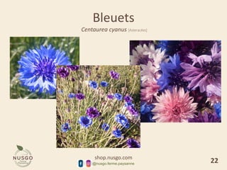 shop.nusgo.com
@nusgo.ferme.paysanne
Bleuets
Centaurea cyanus [Asteracées]
22
 