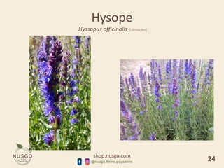 shop.nusgo.com
@nusgo.ferme.paysanne
Hysope
Hyssopus officinalis [Lamiacées]
24
 