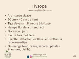 shop.nusgo.com
@nusgo.ferme.paysanne
Hysope
Hyssopus officinalis [Lamiacées]
• Arbrisseau vivace
• 20 cm – 40 cm de haut
• Tige devenant ligneuse à la base
• Hampe florale à un seul épi
• Floraison : juin
• Plante très mellifère
• Récolte : détacher les fleurs en frottant à
rebrousse-tige
• On mange tout (calice, sépales, pétales,
étamines, pistils)
25
 