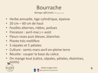 shop.nusgo.com
@nusgo.ferme.paysanne
Bourrache
Borago officinalis [Boraginacées]
• Herbe annuelle, tige cylindrique, épaisse
• 20 cm – 60 cm de haut
• Feuilles alternes, ridées, poilues
• Floraison : avril-mai j-> août
• Fleurs roses puis bleues, blanches
• Plante très mellifère
• 5 sépales et 5 pétales
• Culture : semis mars-avril en pleine terre
• Récolte : couper la base du calice
• On mange tout (calice, sépales, pétales, étamines,
pistils)
6
 