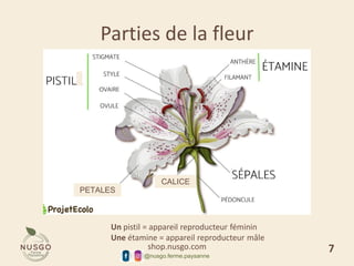 shop.nusgo.com
@nusgo.ferme.paysanne
Parties de la fleur
Un pistil = appareil reproducteur féminin
Une étamine = appareil reproducteur mâle
CALICE
PETALES
7
 