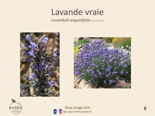 shop.nusgo.com
@nusgo.ferme.paysanne
Lavande vraie
Lavandula angustifolia [Lamiacées]
8
 