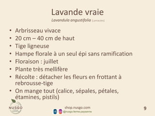shop.nusgo.com
@nusgo.ferme.paysanne
Lavande vraie
Lavandula angustifolia [Lamiacées]
• Arbrisseau vivace
• 20 cm – 40 cm de haut
• Tige ligneuse
• Hampe florale à un seul épi sans ramification
• Floraison : juillet
• Plante très mellifère
• Récolte : détacher les fleurs en frottant à
rebrousse-tige
• On mange tout (calice, sépales, pétales,
étamines, pistils)
9
 