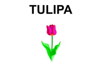 TULIPA
 