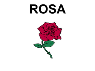 ROSA
 