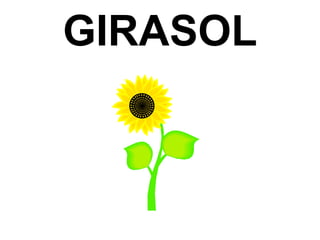 GIRASOL
 