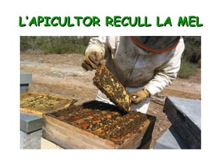 L’APICULTOR RECULL LA MEL 
