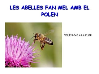 LES ABELLES FAN MEL AMB EL POLEN VOLEN CAP A LA FLOR 