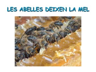 LES ABELLES DEIXEN LA MEL 