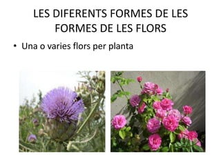 LES DIFERENTS FORMES DE LES
FORMES DE LES FLORS
• Una o varies flors per planta

 