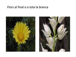 Flors al final o a tota la branca

 