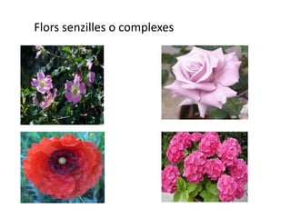Flors senzilles o complexes

 